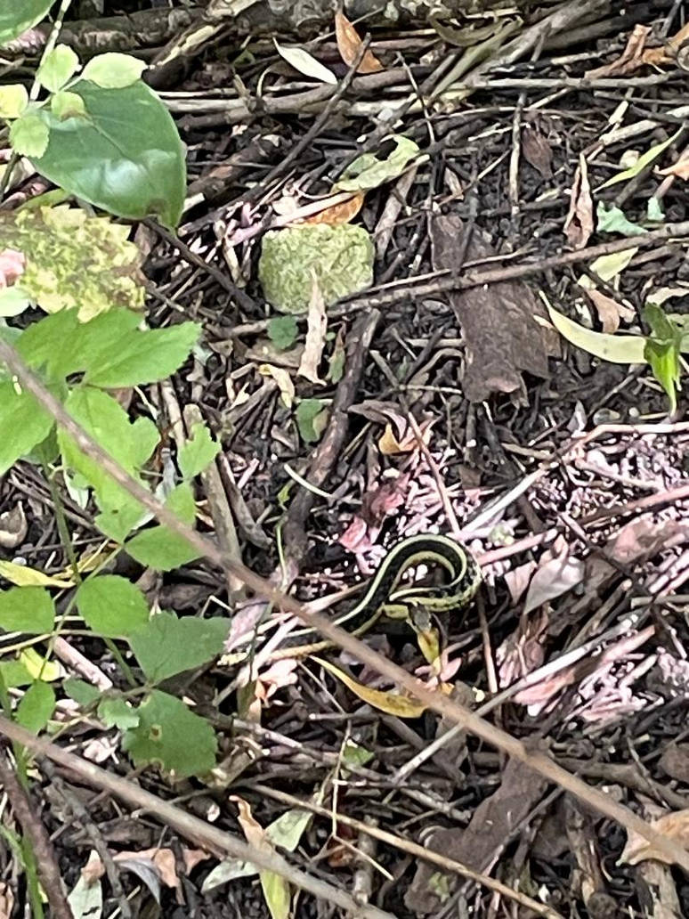 New garter snake I by bhut on DeviantArt