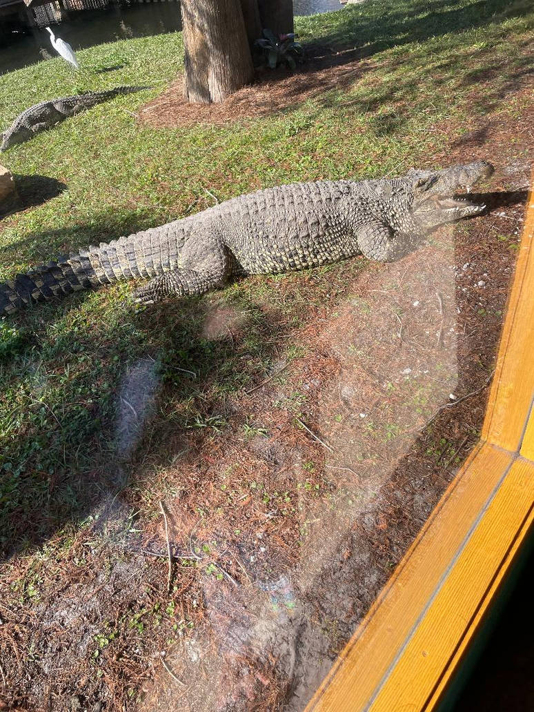 Feeding Frequency For Adult Cuban Crocodiles With Liver Disease ...