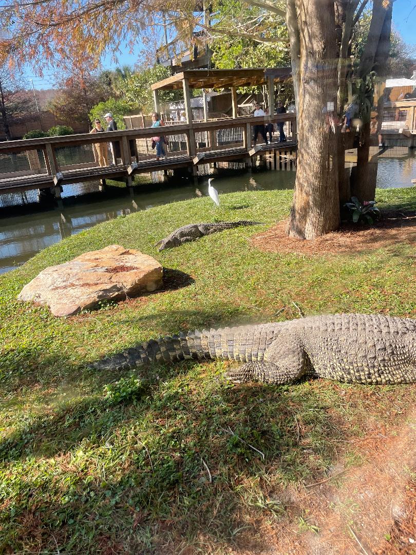 Feeding Frequency For Adult Cuban Crocodiles With Liver Disease ...