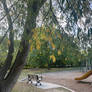 Autumn leaves 2