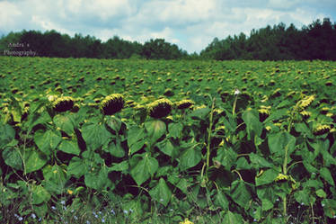 Sunflowers