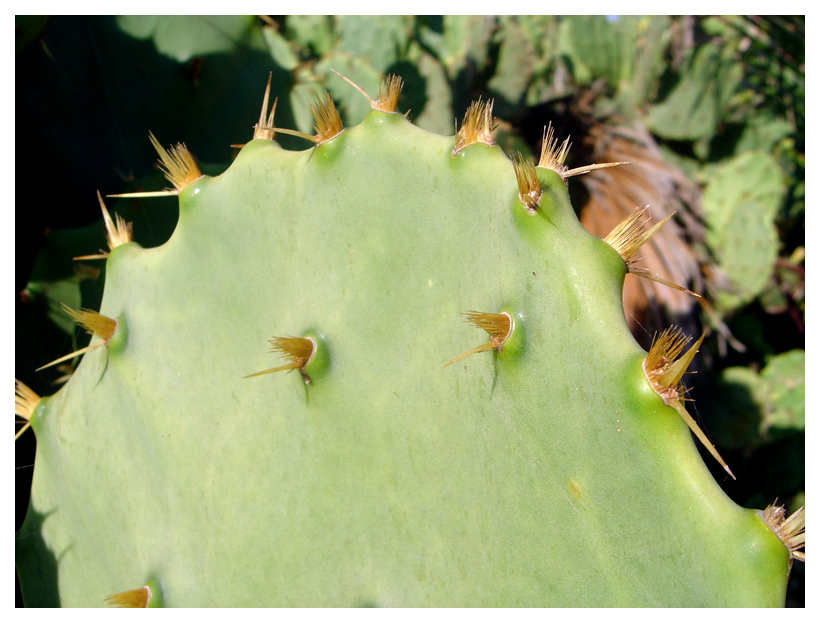 Green and Thorns