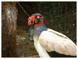 King Vulture I