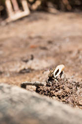 Mangrove Crab III