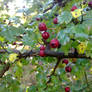 Hawthorn