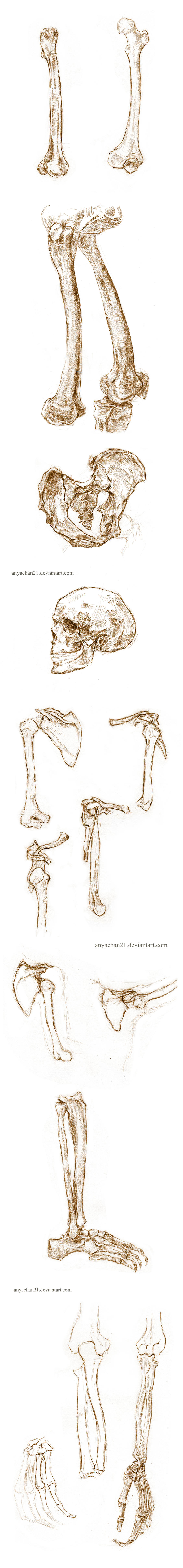 Anathomy sketches: Bones