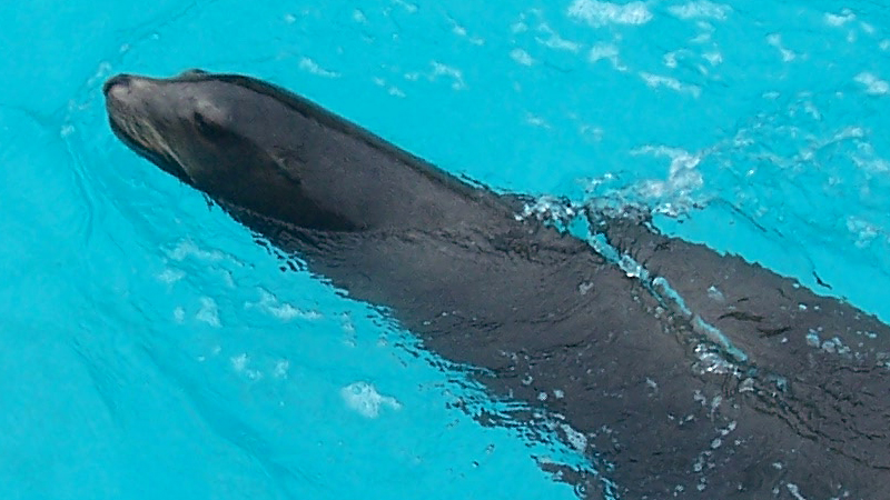 Marineland 4