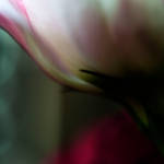 Romance by LidiaRossana