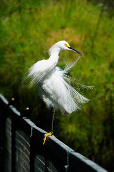 White Heron