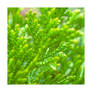 Juniper