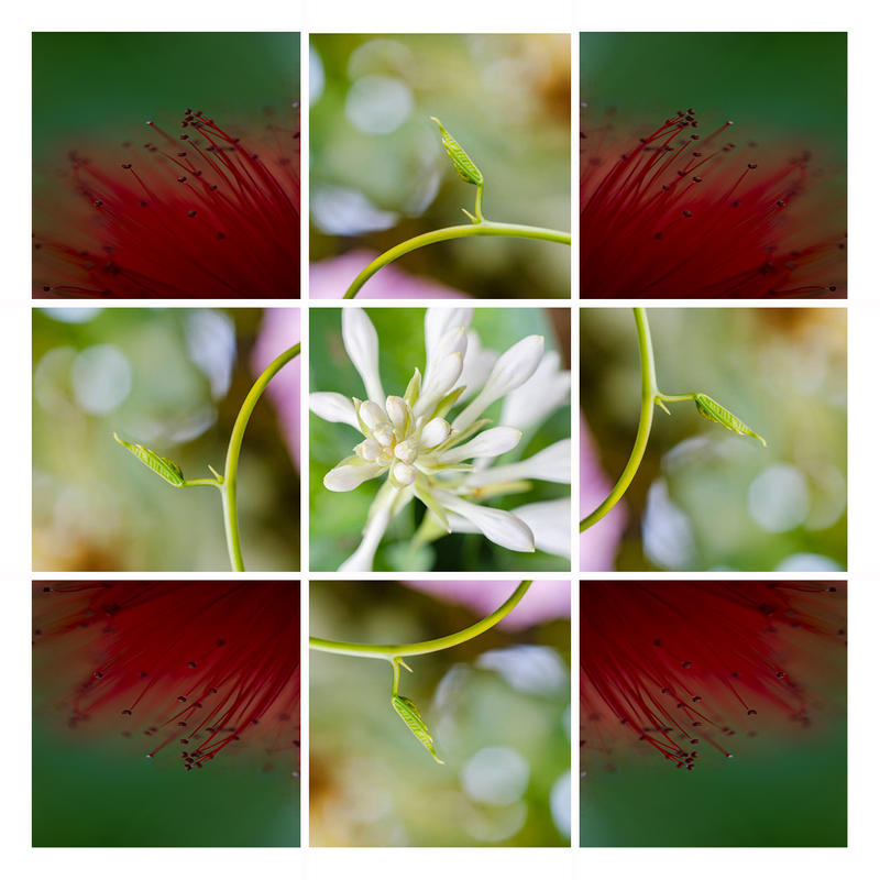 Flores K