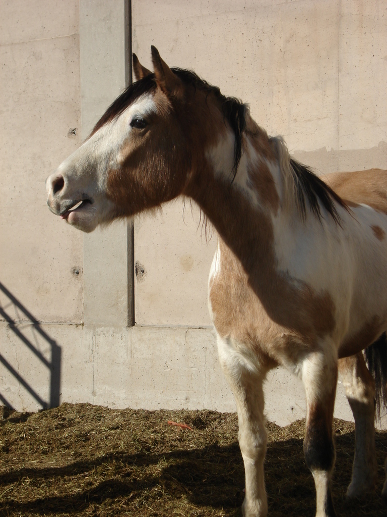 Bareback Bronc