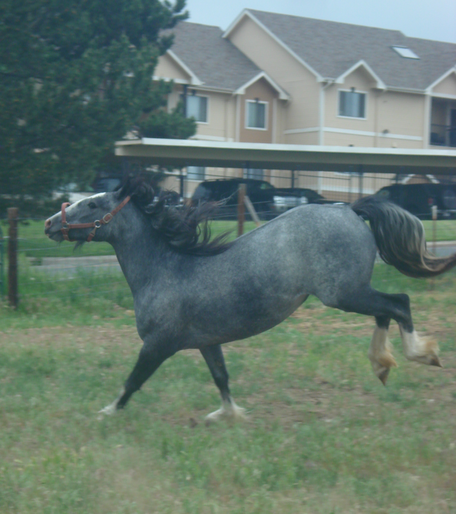 Blue Roan Stock 6