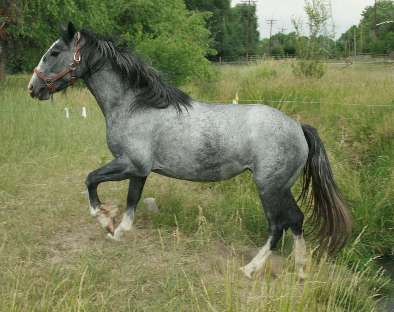 Blue Roan Stock 50