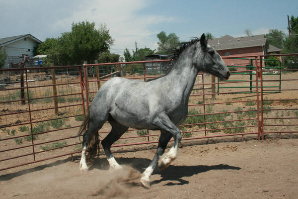 Blue Roan Stock 68