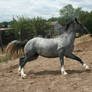 Blue Roan Stock 76