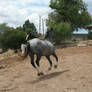 Blue Roan Stock 77