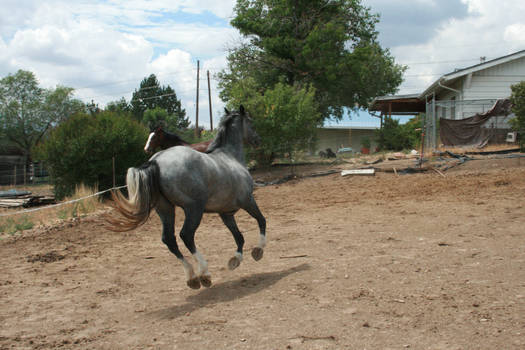 Blue Roan Stock 77