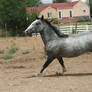 Blue Roan Stock 82