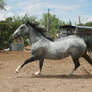 Blue Roan Stock 83