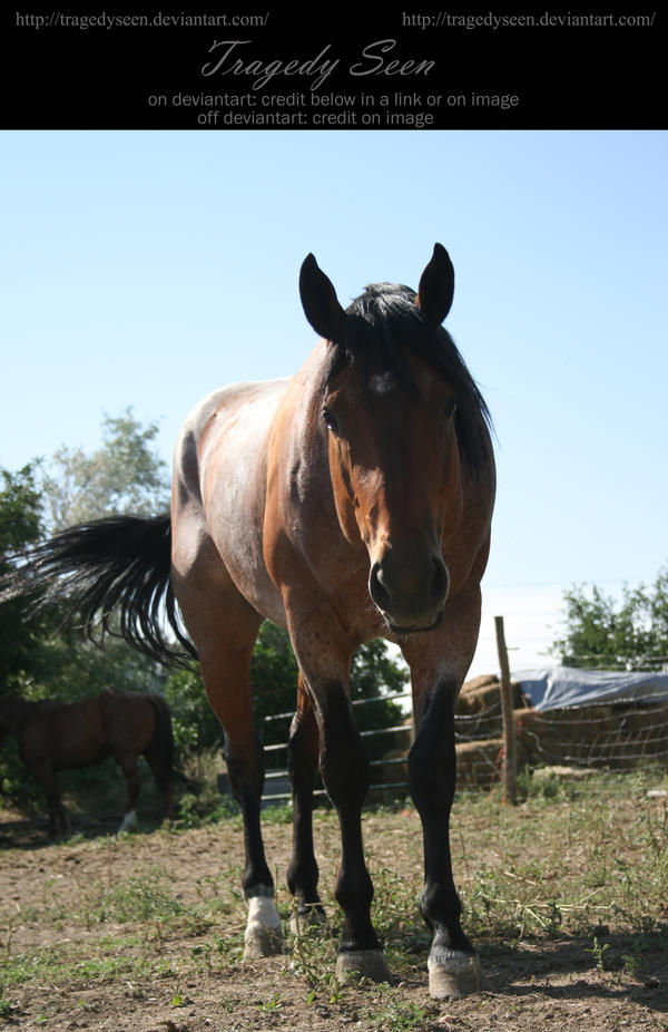 quarter horse stock 20