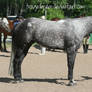 Quarter Horse Stock 47