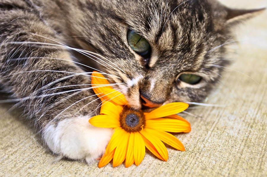 I Haz Flower.