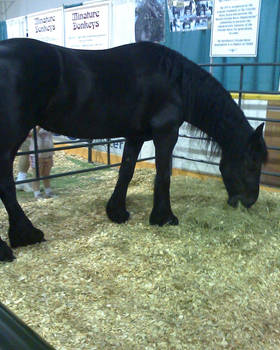 Friesian 2