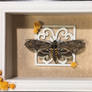 Framed Carolina Sphinx Moth [SOLD]