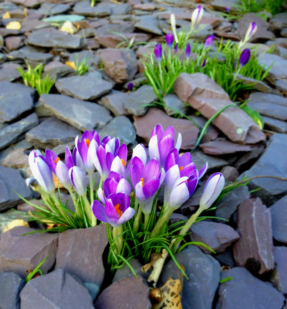 Crocuses