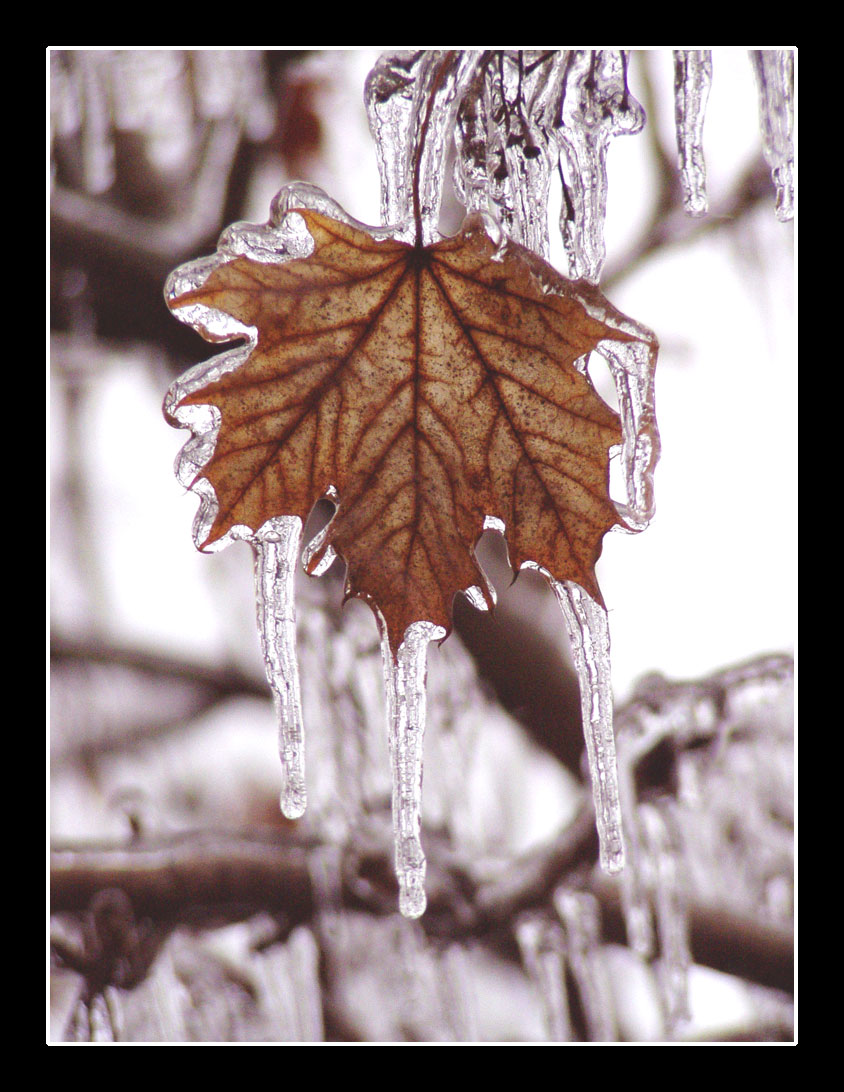 Mild Indiana Frost IV.