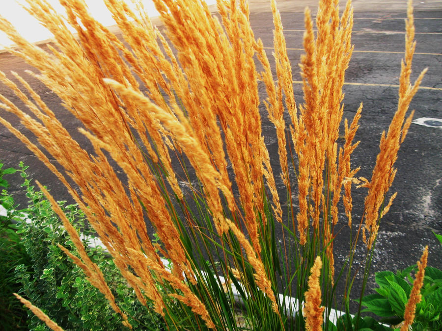 Rala Reeds Reeds by naturalista37 on DeviantArt