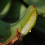 Aloe vera extreme close up