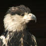 Haliaeetus vocifer