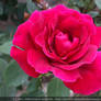 A beautiful rose