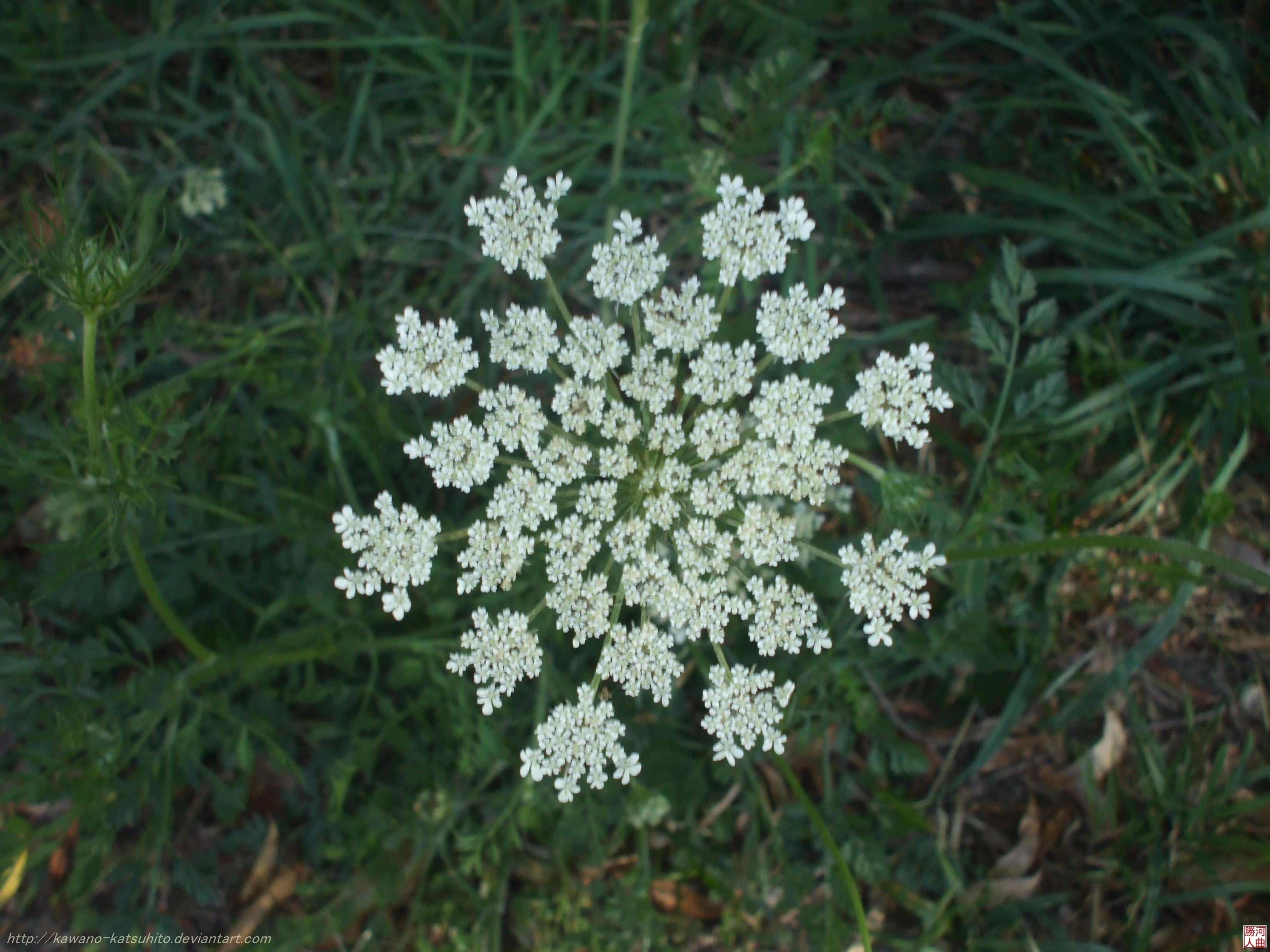 White flowers 2