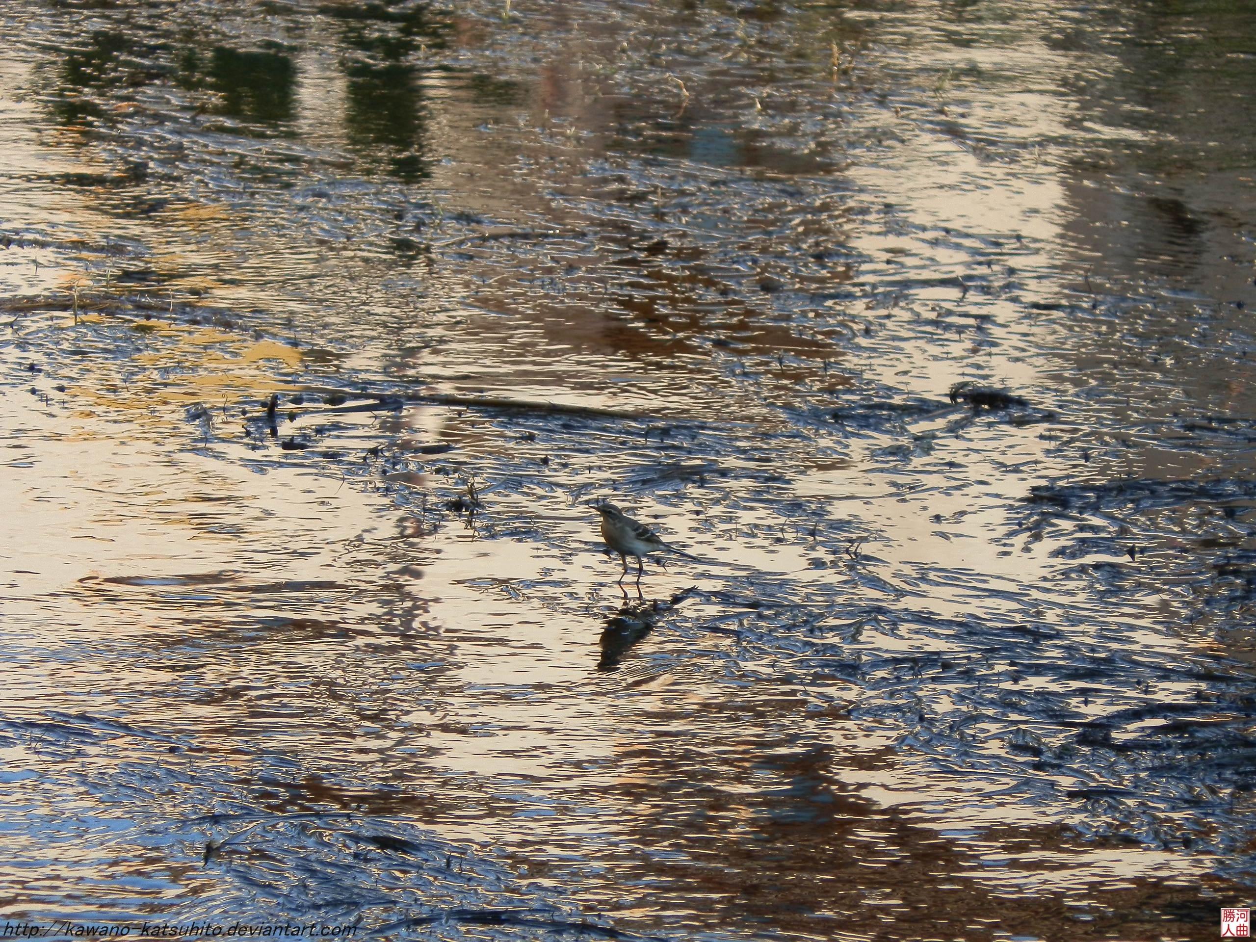 Walking on water