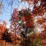 The colours of fall: Red leaves 2
