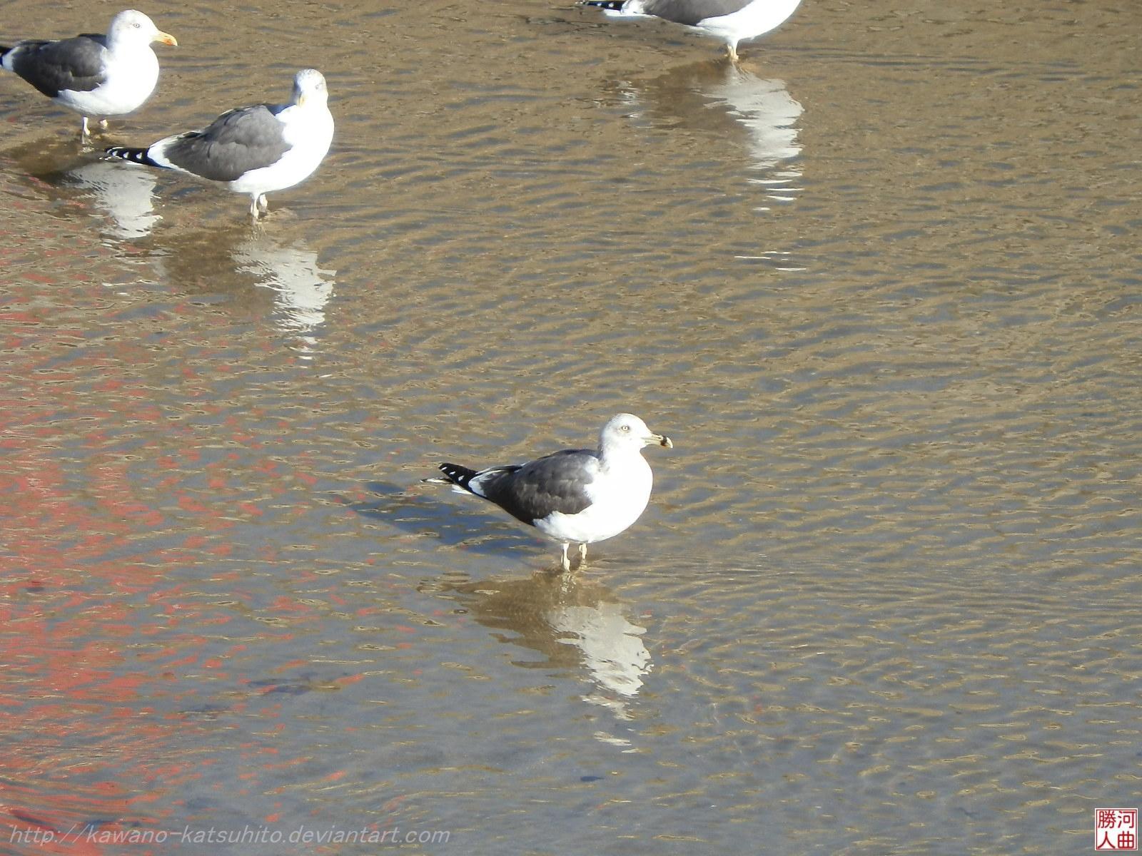 Seagulls in Madrid 4