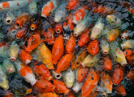 Koi 1