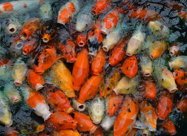 Koi 1