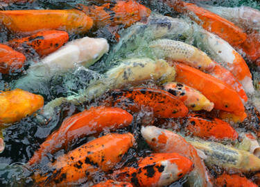 Koi 2