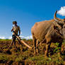 Working Buffalo - Myanmar