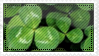 Clover - stamp F2U