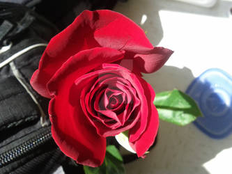 Rose (1)