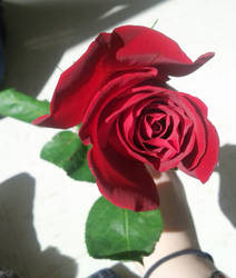 Rose (2)