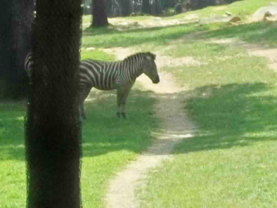 Zebra