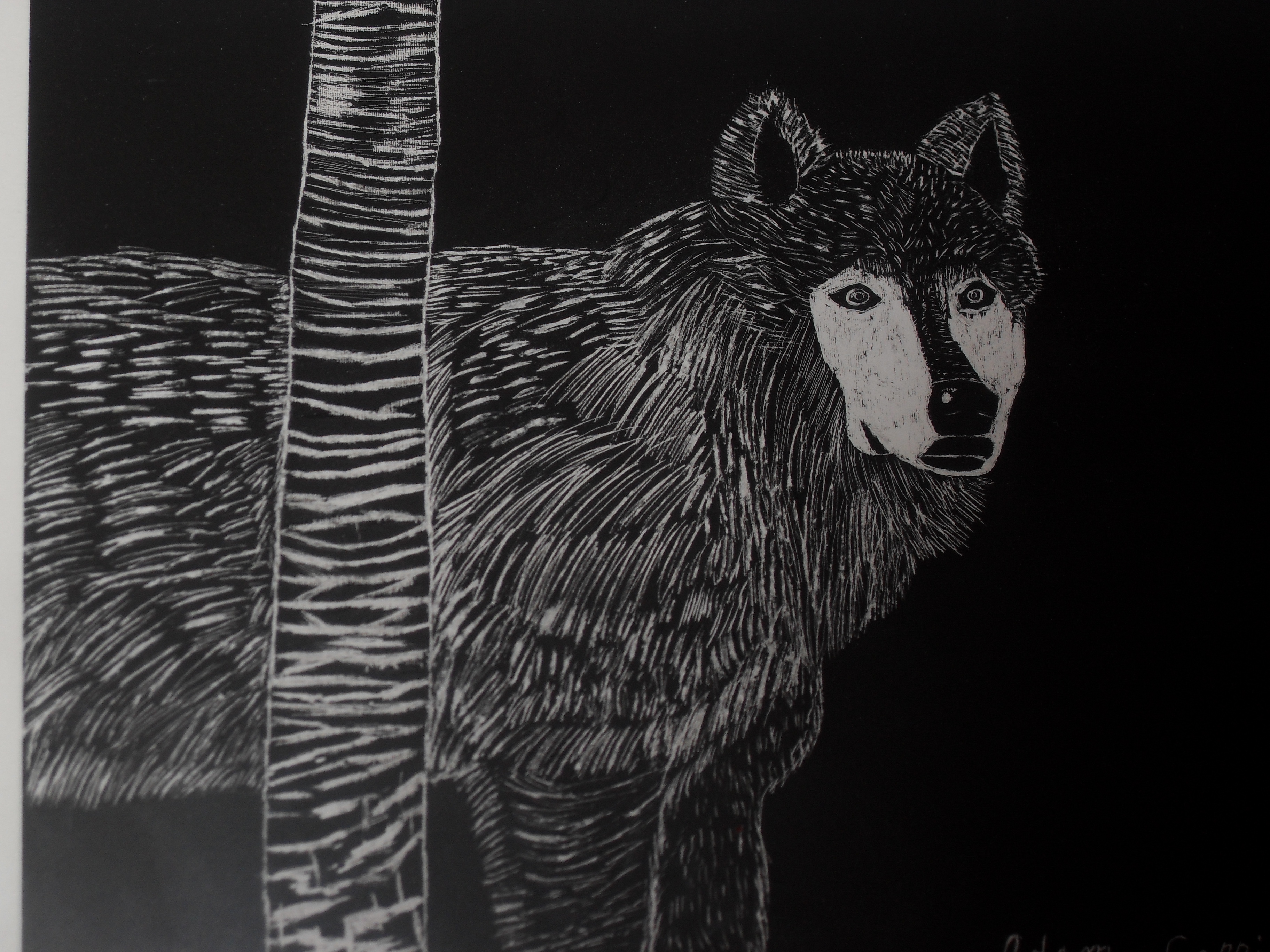 Wolf scratchboard