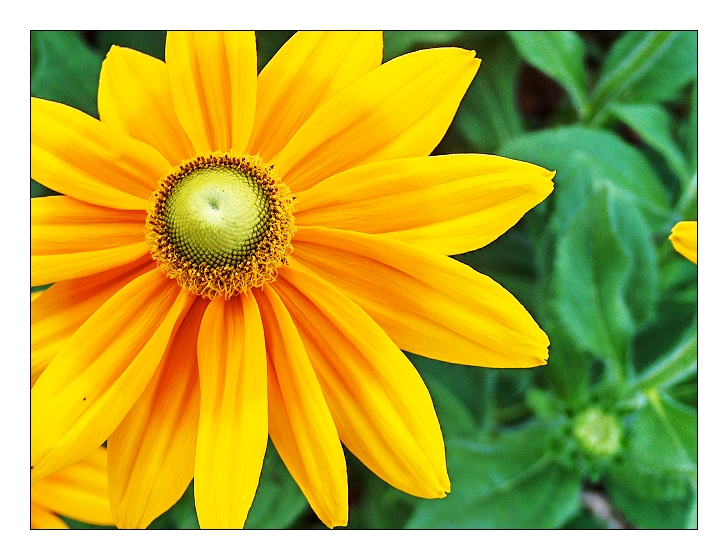 'sun' flower
