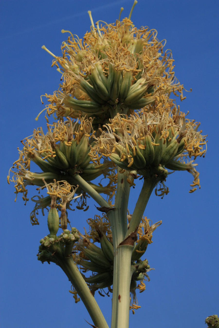 Agave Ploom